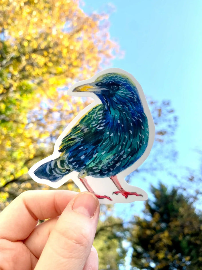 Starling Sticker - nature inspired vinyl sticker with European Starling