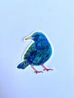 Starling Sticker - nature inspired vinyl sticker with European Starling