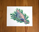Mourning Dove in Juniper Tree Print - unframed art print