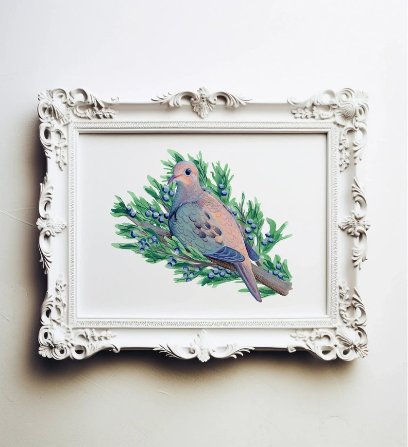 Mourning Dove in Juniper Tree Print - unframed art print