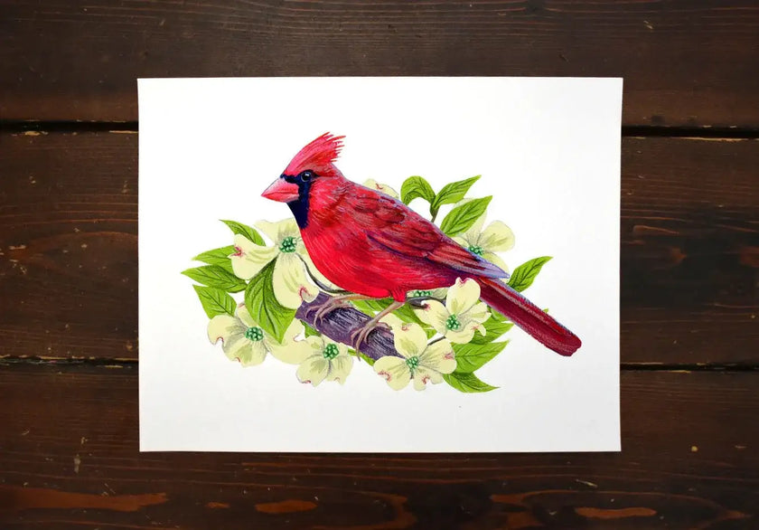 Red Cardinal in Dogwood Tree - original illustration art print