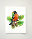 American Robin in Pine Tree - unframed print