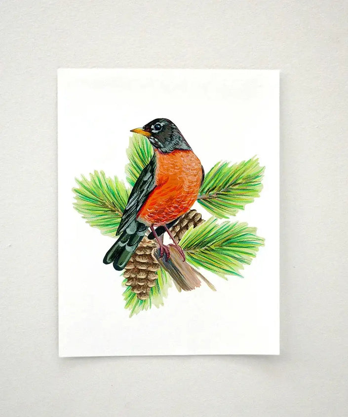 American Robin in Pine Tree - unframed print