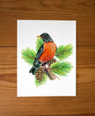 American Robin in Pine Tree - unframed print
