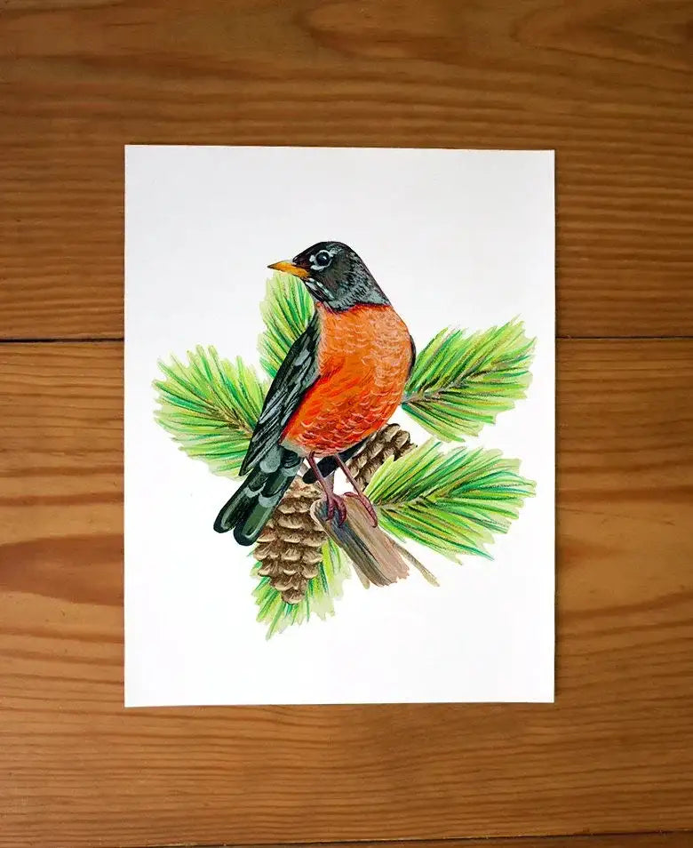 American Robin in Pine Tree - unframed print