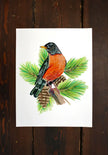 American Robin in Pine Tree - unframed print