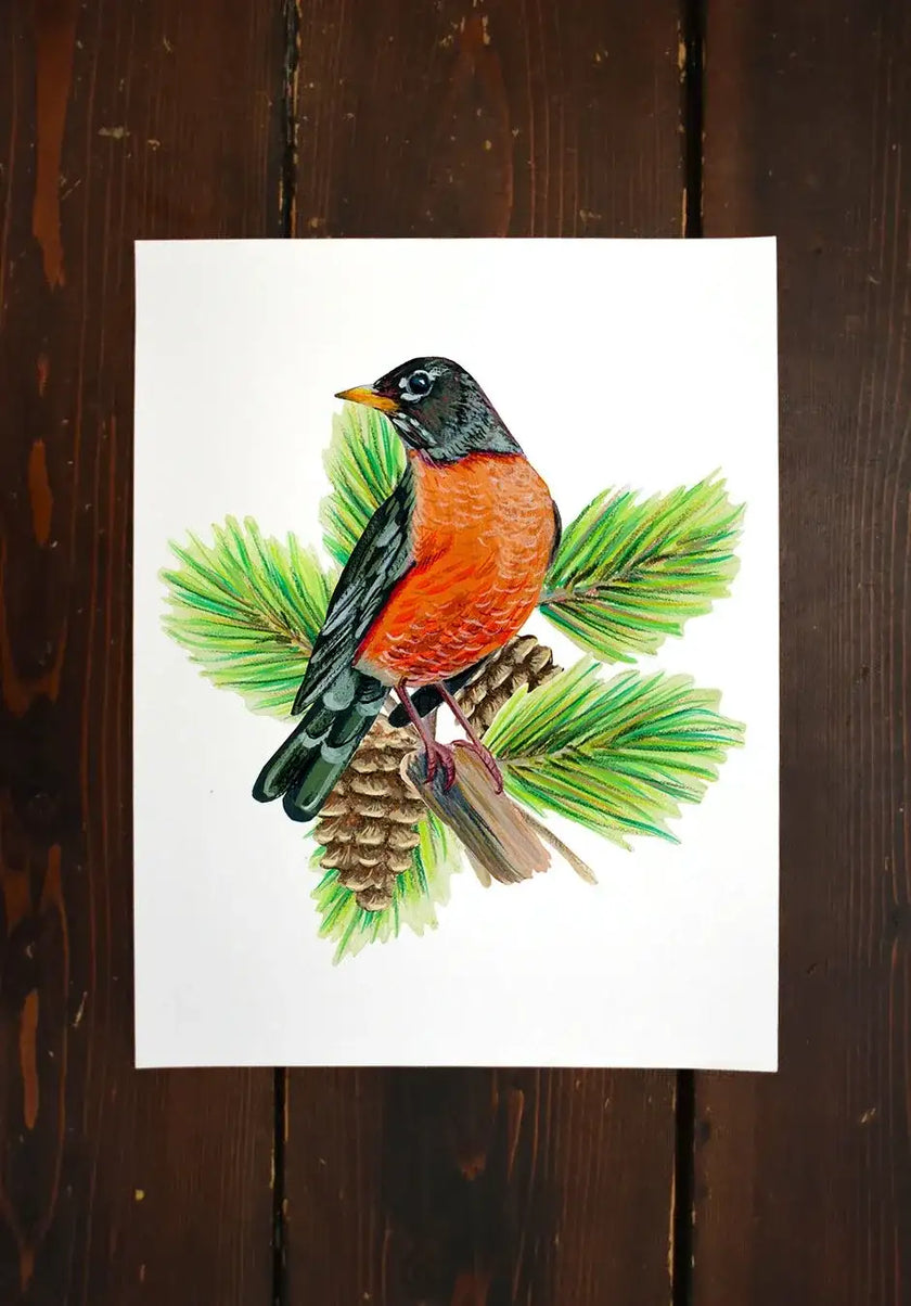 American Robin in Pine Tree - unframed print