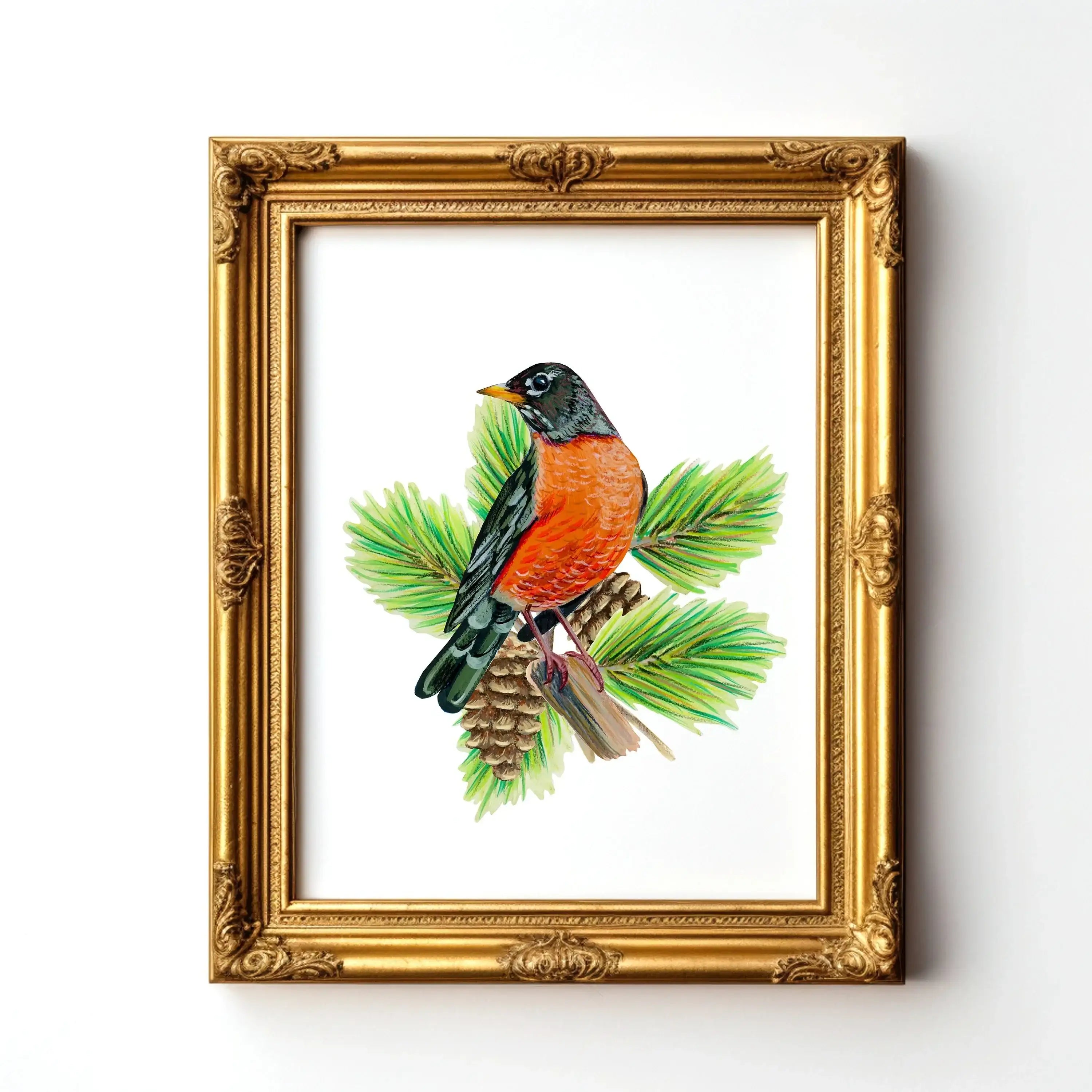 American Robin in Pine Tree - unframed print