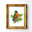 American Robin in Pine Tree - unframed print