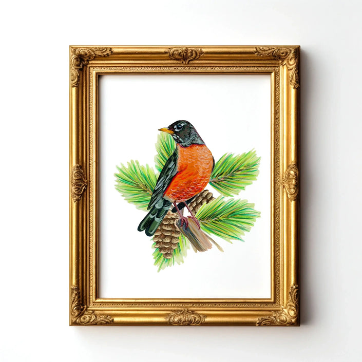 American Robin in Pine Tree - unframed print