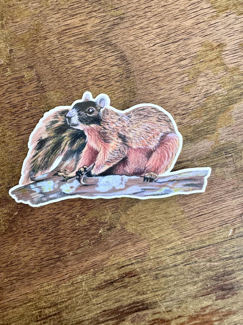 Squirrel Sticker, Black‑Faced Fox Squirrel Vinyl Sticker, Raccoon‑Faced Woodland Animal Decal for Laptop, Water Bottle & Journal