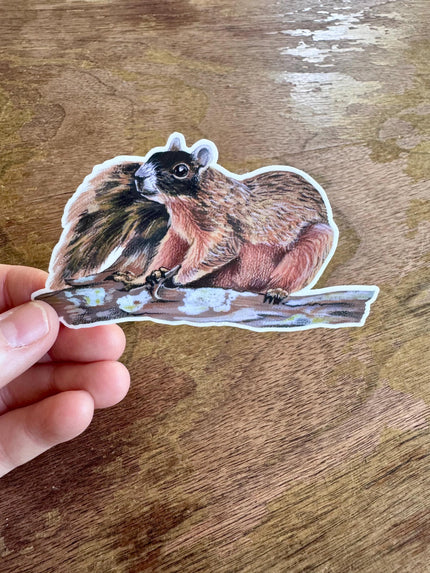 Squirrel Sticker, Black‑Faced Fox Squirrel Vinyl Sticker, Raccoon‑Faced Woodland Animal Decal for Laptop, Water Bottle & Journal