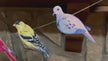 RESERVED - custom retirement bird banner